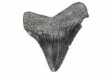 Serrated, Juvenile Megalodon Tooth - South Carolina #370183-1